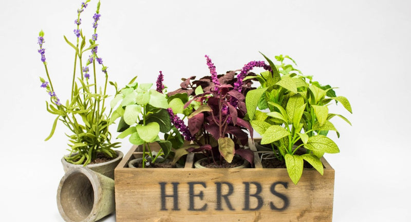 DIY Mini Herb Garden - Holiday Warehouse