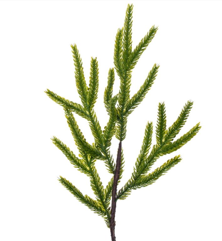 32" Potted Green Norfolk Pine Tree - Holiday Warehouse