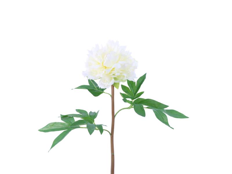 26" Cream Natural Touch Japanese Tree Peony (12pc) - Holiday Warehouse