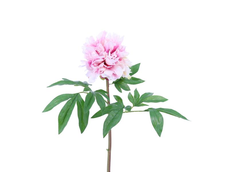 26" Pink Fuchsia Natural Touch Japanese Tree Peony (12pc) - Holiday Warehouse