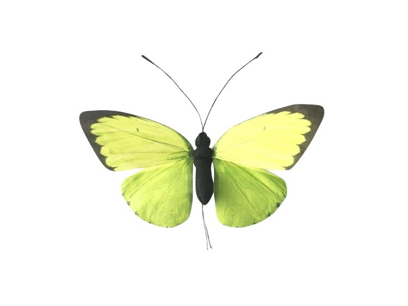 31.5" Light Green Butterfly 3pc - Holiday Warehouse